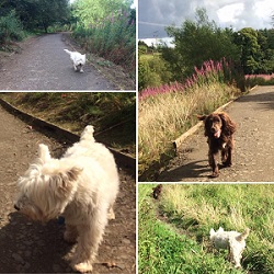 Happy Pets Services - Dog Walking in East Kilbride
