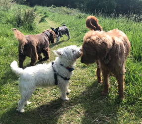 Dog Breeds - West Highland Terrier, Mini Schnauzer